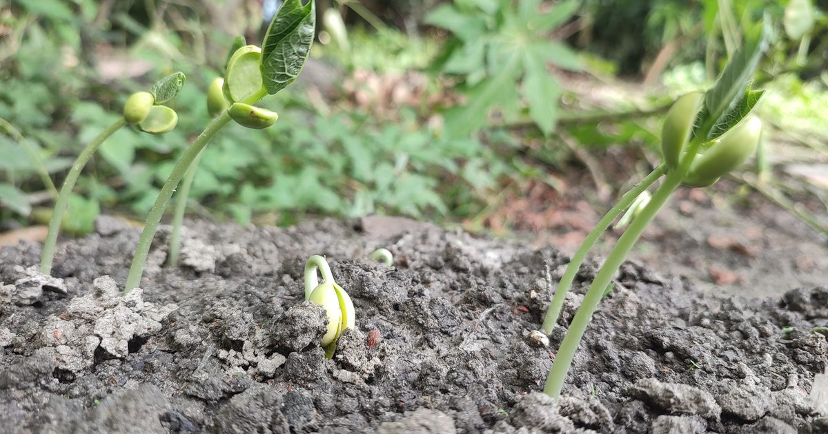 Young green bean seedlings pushing up through dark, crumbly soil, one just breaking the surface beside taller sprouts