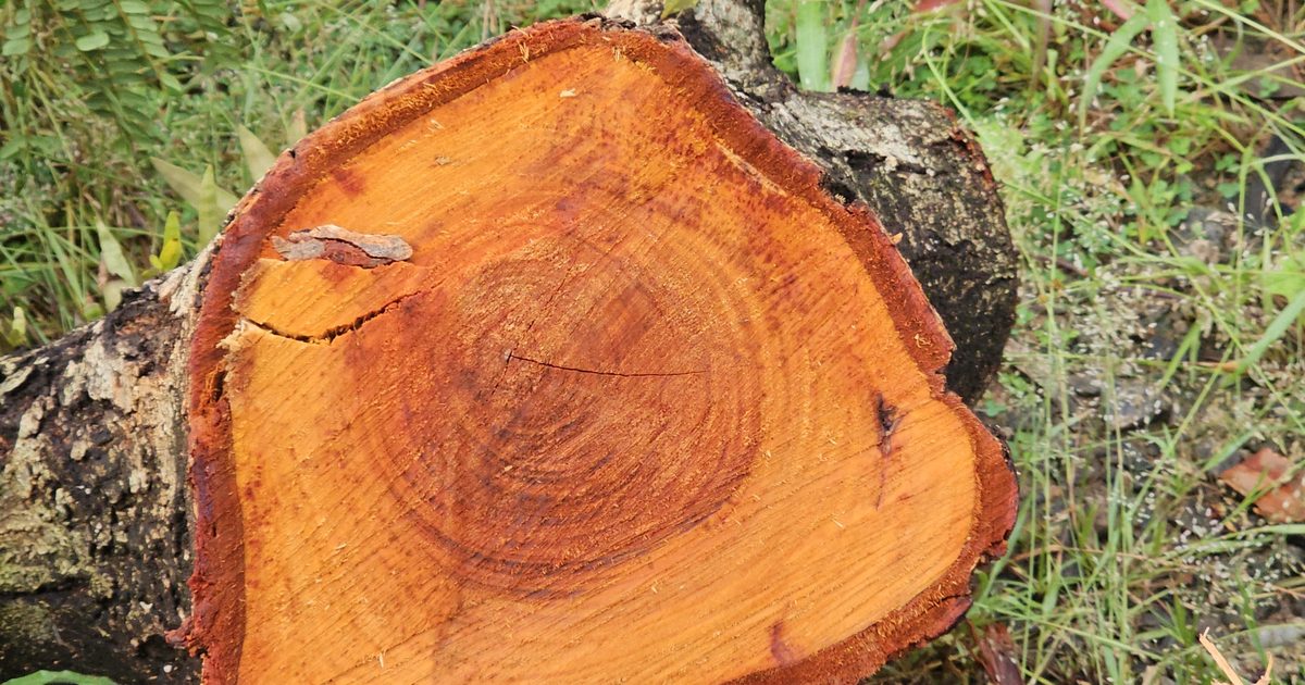 Cross-section of a freshly cut tree trunk with bright orange wood and clear growth rings, lying on green grass