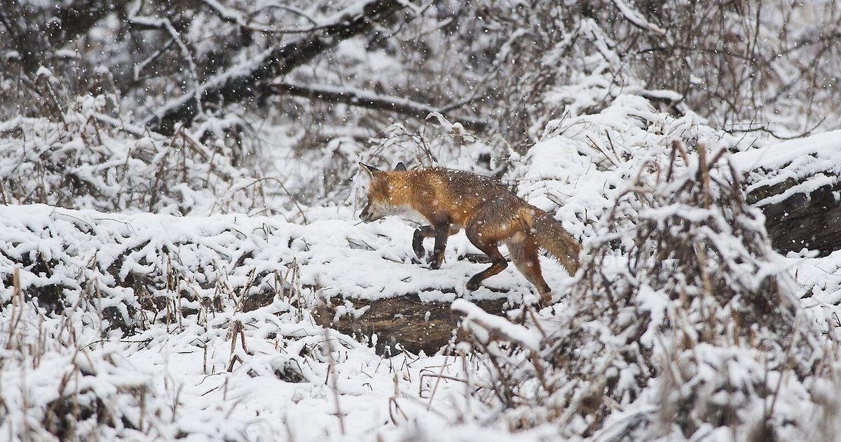 Red fox walking along a snow-covered fallen tree in a wintry forest while snow falls