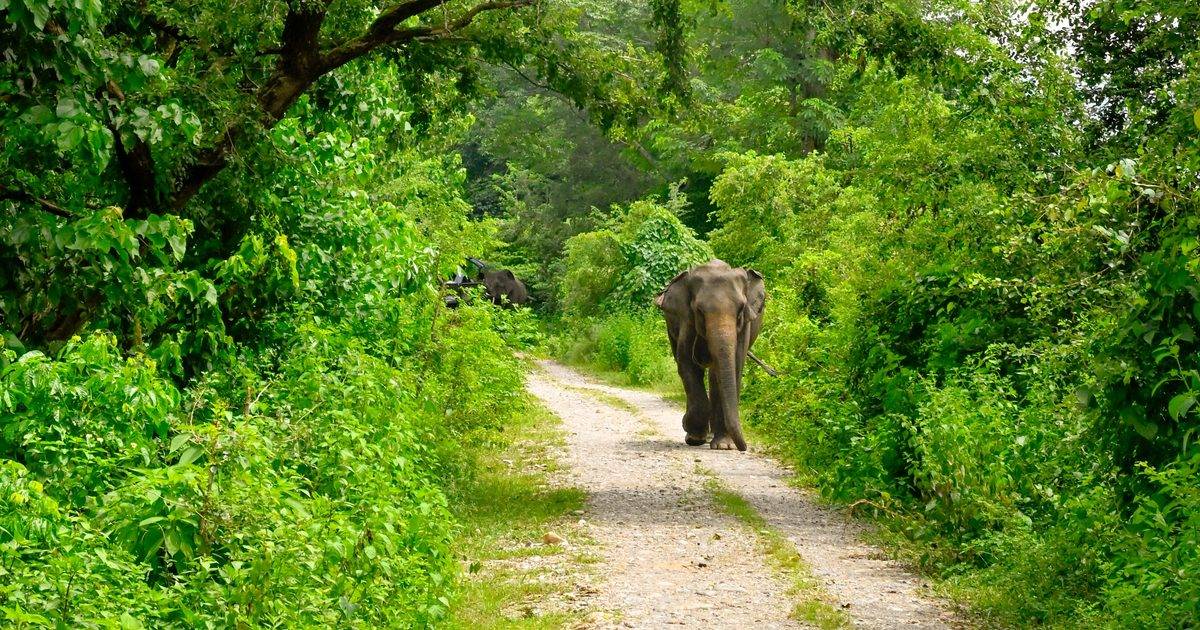 A wild elephant walking toward the camera along a gravel trail through dense green jungle