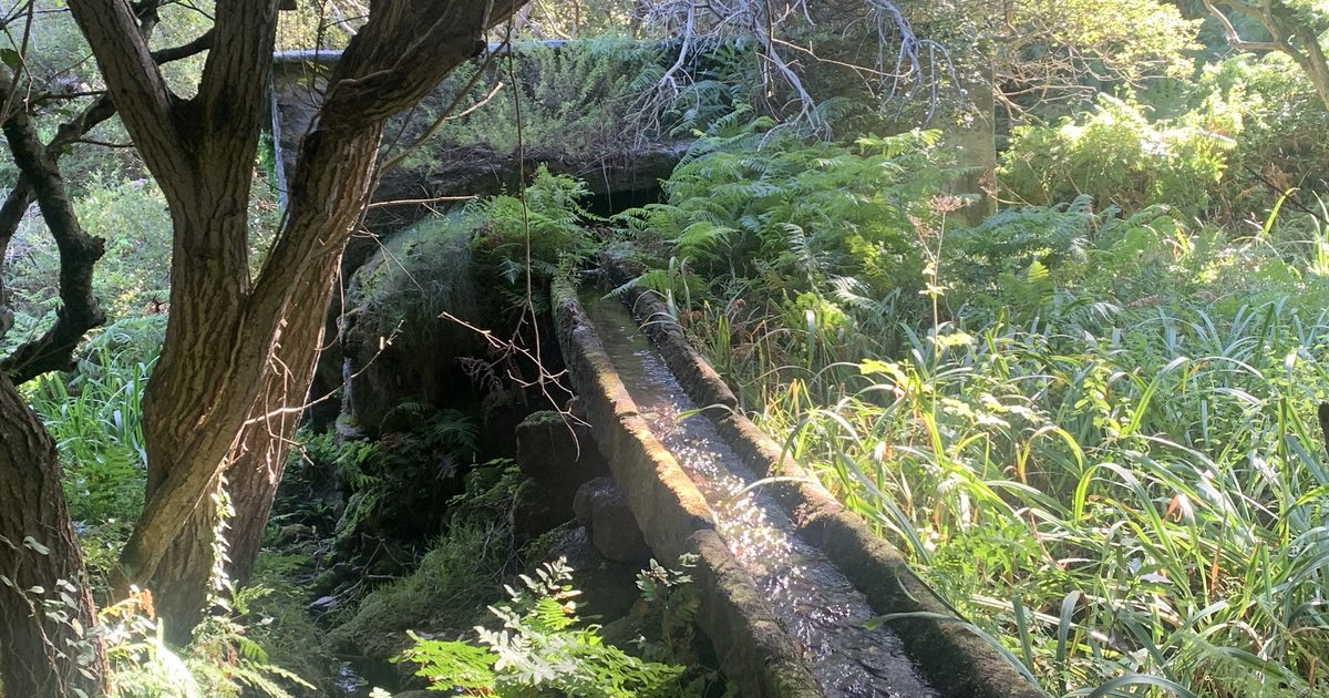 A narrow stone water channel carrying a stream through a sunlit forest of ferns and trees