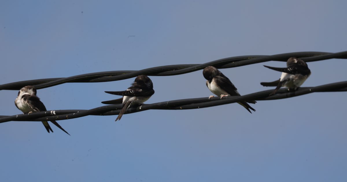 Four small birds perched on twisted black overhead cables against a clear blue sky